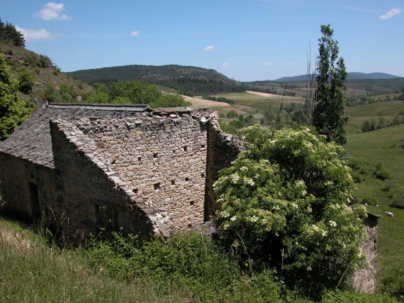 Elder plant